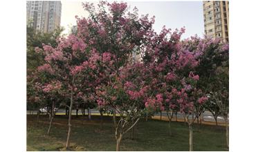 夏秋季節，錫城首次驚現紫薇花開美景
